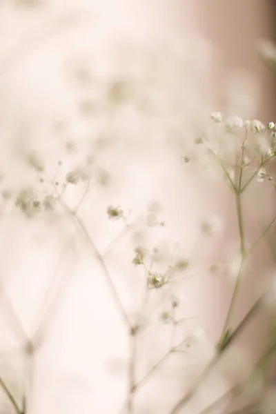 Makro Fotografie Sušených Gypsofilních Květin Měkké Zaostření — Stock fotografie
