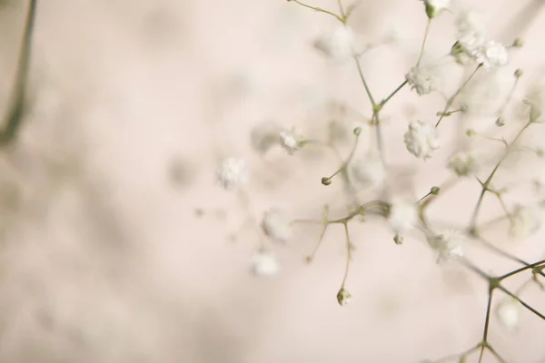 Macro Fotografie Van Gedroogde Zigeunerbloemen Art Soft Focus — Stockfoto