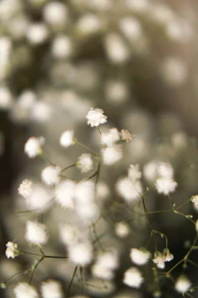 Μακρο Φωτογραφία Αποξηραμένων Γυψόφυλλων Λουλουδιών Τέχνη Απαλή Εστίαση — Φωτογραφία Αρχείου