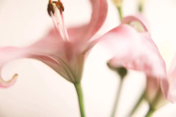 Pembe Zambakların Basit Güzel Makro Arka Planı — Stok fotoğraf