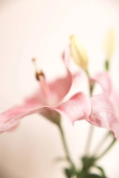Простой Красивый Макрофон Розовой Лилии — стоковое фото