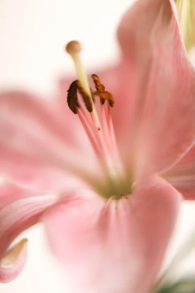 Απλό Όμορφο Φόντο Μακροεντολή Του Ροζ Κρίνου — Φωτογραφία Αρχείου