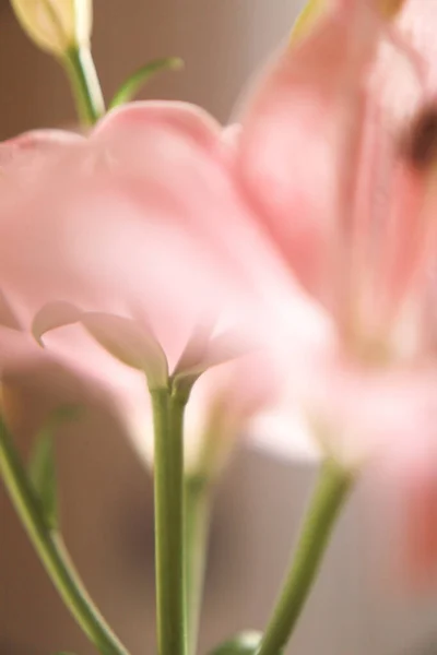 분홍색 백합으로 이루어진 간단하고 아름다운 매크로 — 스톡 사진