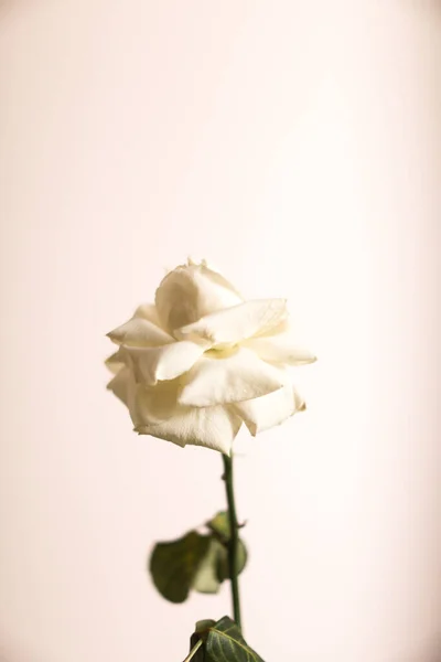 Fondo Macro Floral Rosa Blanca Grande — Foto de Stock