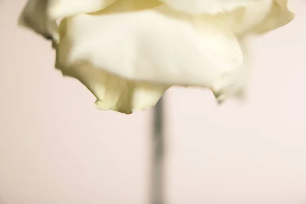 Fondo Macro Floral Rosa Blanca Grande —  Fotos de Stock