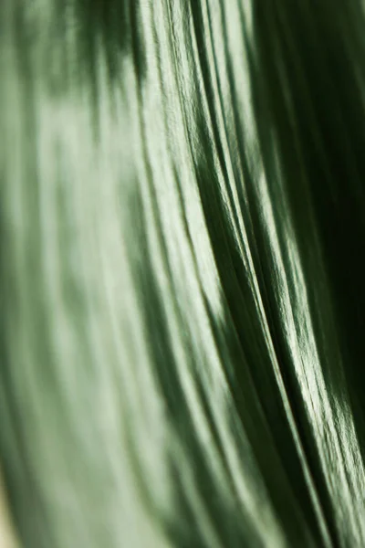 Makro Fotografia Zielonych Liści Miękkie Tło Ostrości — Zdjęcie stockowe