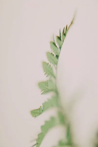 Ramo Samambaia Verde Macro Tiro Turvação — Fotografia de Stock