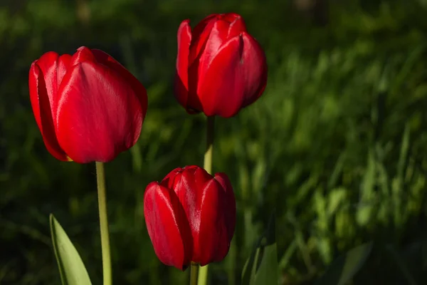 Tulpen Erstrahlen Der Sonne Schattigen Garten — Stockfoto