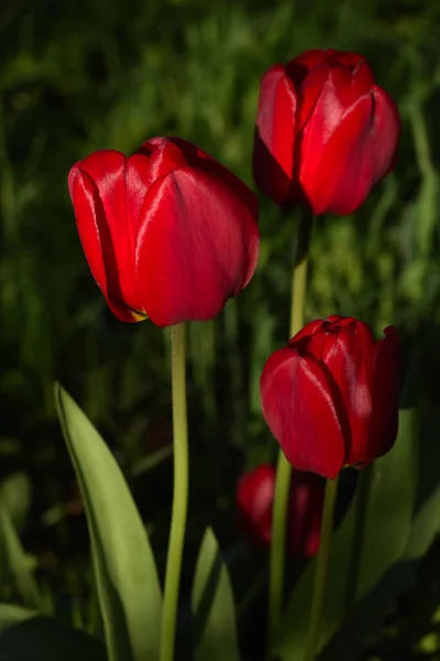 Красные Тюльпаны Тени Сада — стоковое фото