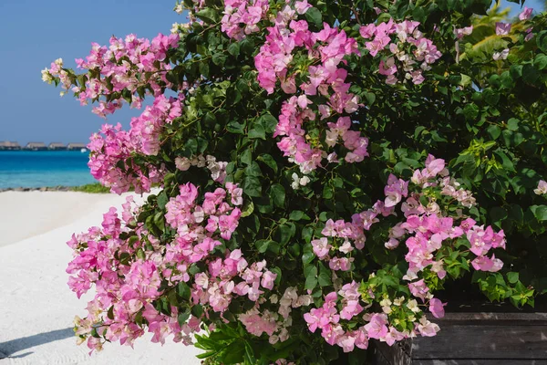马尔代夫有粉色花朵的灌木 — 图库照片