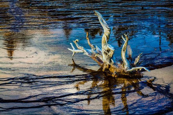 Yellowstone National Park Toco Árvore Morta — Fotografia de Stock