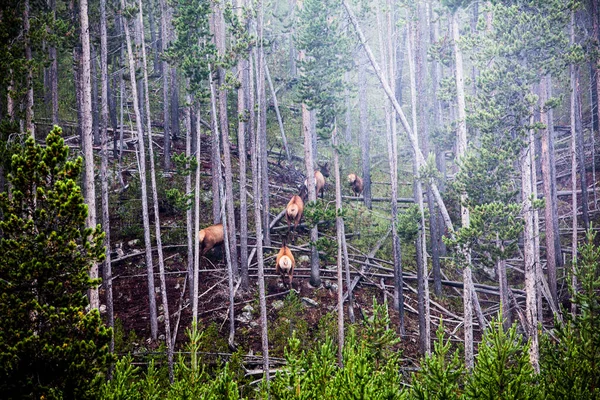 Wapiti Yellowstone Escalade Les Collines — Photo