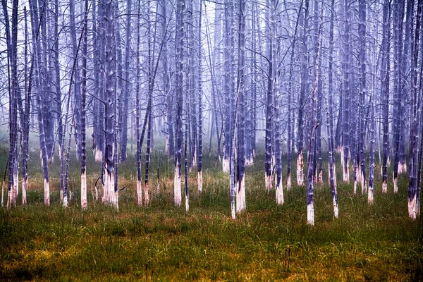 Árvores Mortas Yellowstone Sob Nevoeiro — Fotografia de Stock