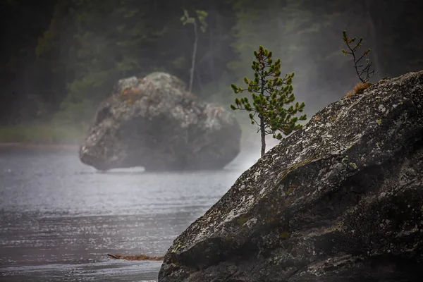 イエローストーン国立公園の霧の下で 岩の上に松が生えている — ストック写真