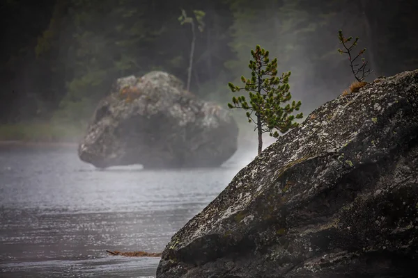 Parque Nacional Yellowstone Sob Nevoeiro Com Pinho Crescimento Rocha — Fotografia de Stock