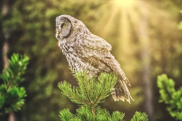 Barred Owl Tramonto Cerca Del Prossimo Pasto — Foto Stock
