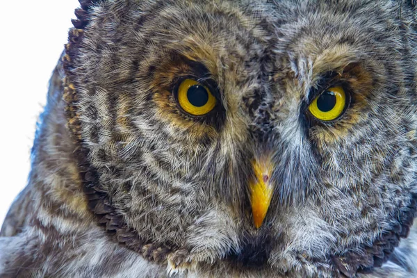 Parmaklıklı Baykuş Toprağı Tarıyor — Stok fotoğraf