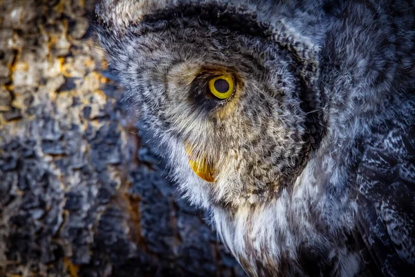 Barred Owl Scanning Ground — Stock Photo, Image