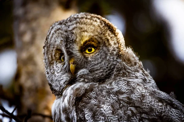 Barred Owl Skanna Skogen För Nästa Måltid — Stockfoto