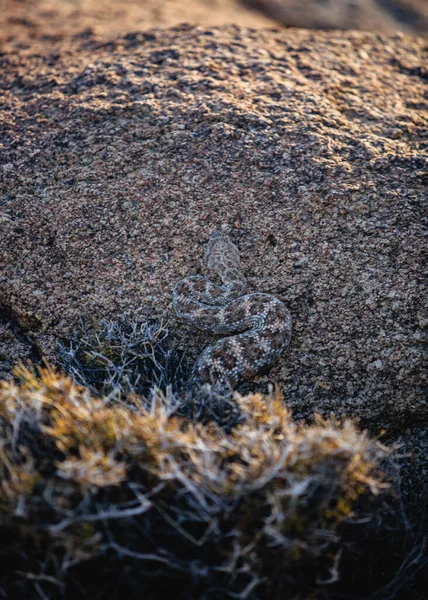 Slang Een Rots Joshua Tree — Stockfoto