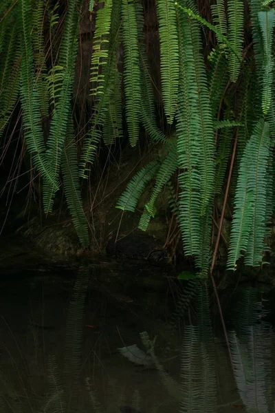 Ormandaki Suların Üzerinde Yeşil Eğrelti Otları — Stok fotoğraf