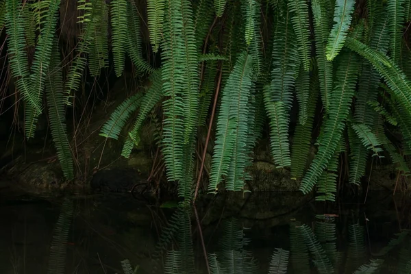 Zelené Kapradinové Houští Nad Vodou Lese — Stock fotografie