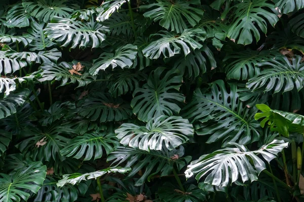 Monstera Struiken Het Bos Groene Achtergrond — Stockfoto