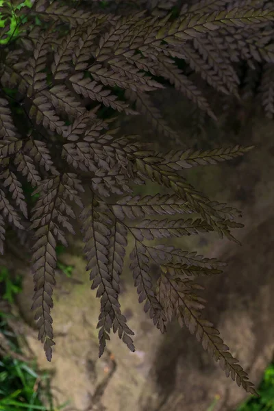 バイオレットグリーンのシダの枝が自然界でクローズアップ — ストック写真