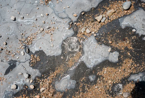 多塞特侏罗纪海岸的化石 — 图库照片