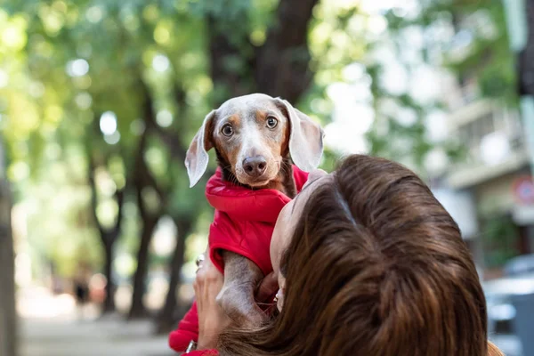 Retrato Cão Dachshund Que Está Olhando Para Câmera — Fotografia de Stock