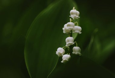 Vadi çiçeklerinin çiçekleri ilkbaharda açan minik zambak makrosu..