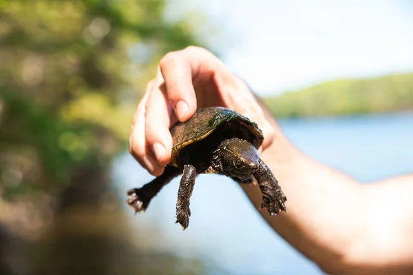 Close Hand Holding Snapping Turtle Lake — Stock Photo, Image