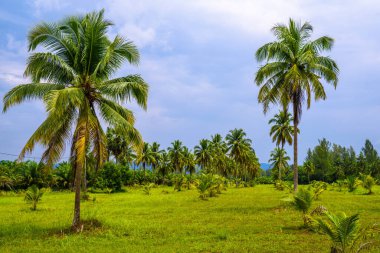Yeşil alan ve mavi gökyüzü, beyaz kum plaj Khao Lak, Phang nga, Tayland Hindistan cevizi palms