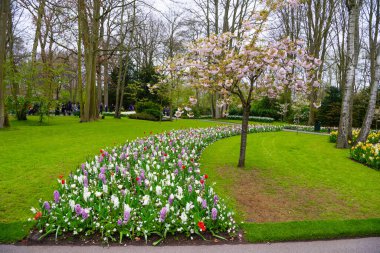 Elma ağacı ve Lale Keukenhof park, Lisse, Hollanda, Hollanda.