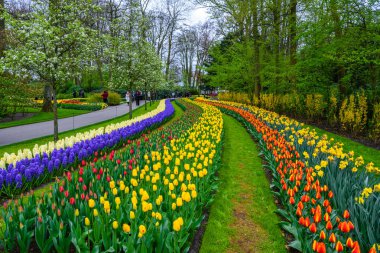 Tuilps ve diğer çiçekler Keukenhof park, Lisse, Hollanda, Hollanda