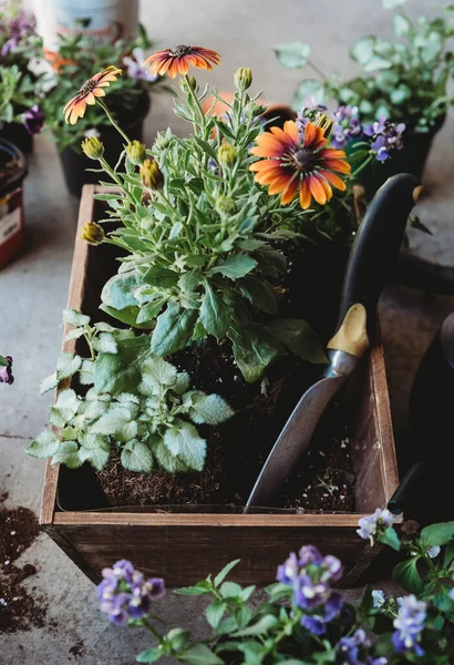 用园艺工具在木箱中种植花卉 — 图库照片