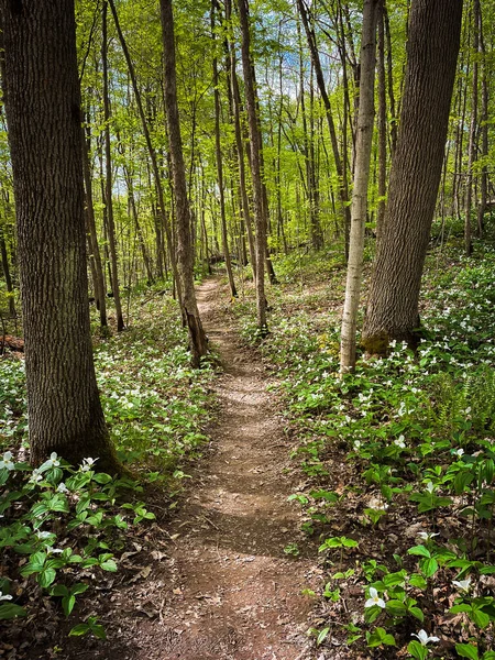 Pathway Wooded Area Trillium Flowers Blooming Spring — Stock Photo, Image