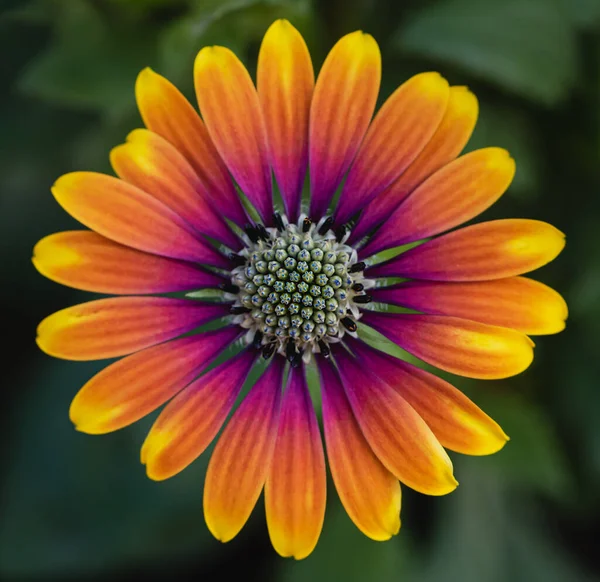 Zbliżenie Kolorowe Osteospermum Stokrotka Kwiat Rozkwicie — Zdjęcie stockowe