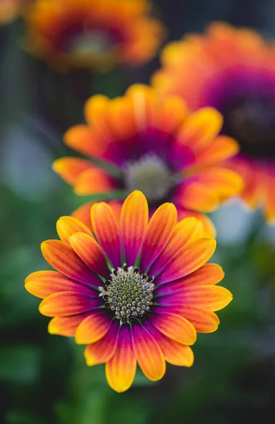 Primer Plano Coloridas Flores Margarita Osteospermum Flor — Foto de Stock