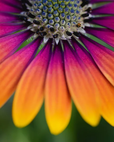 Blisko Centrum Kolorowe Osteospermum Stokrotka Kwiat Rozkwicie — Zdjęcie stockowe