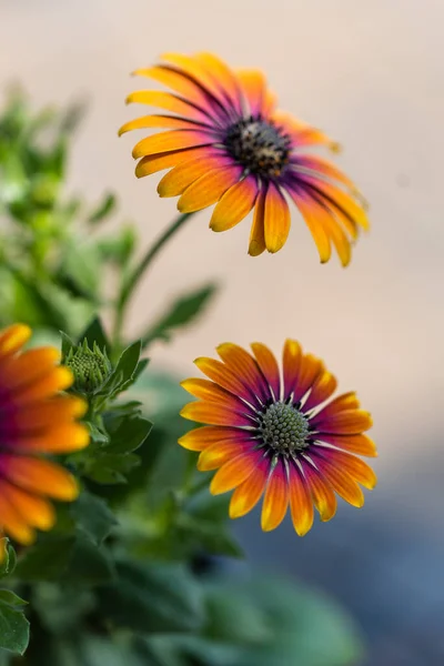 Primer Plano Colorida Flor Margarita Osteospermum Flor — Foto de Stock