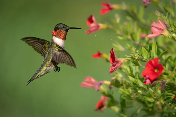 Beija Flor Garganta Rubi Sacudir Água — Fotografia de Stock