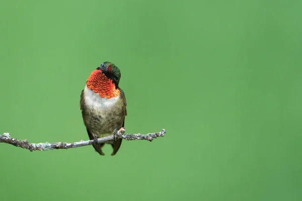 Kolibřík Naklání Hlavu Když Sedí Větvi Stromu — Stock fotografie