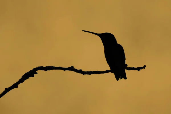 Colibri Sillouette Assise Sur Branche Arbre — Photo