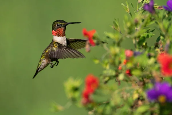 Ruby Hrdelní Kolibřík Táhnoucí Zpět Hledat Nectar — Stock fotografie