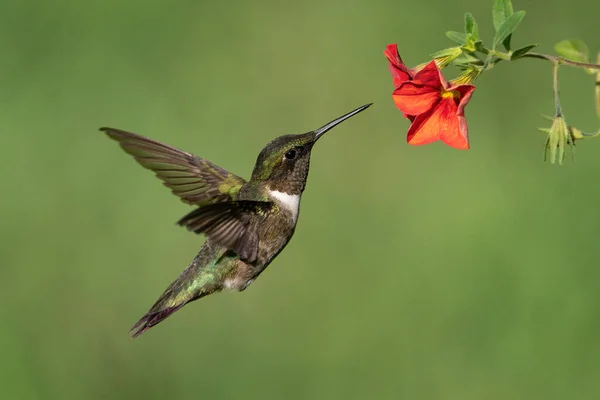 Ruby Hrdelní Kolibřík Sbírající Nectar — Stock fotografie