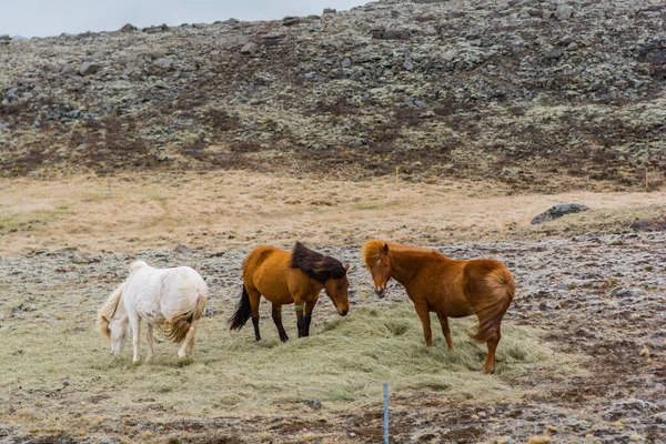 Horses in the camp in Iceland in winter