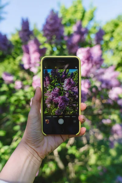 使用智能手机相机拍摄紫丁香照片的女性 — 图库照片