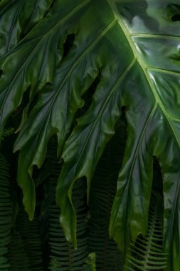 Yeşil doğal canavar yaprakları ve eğreltiotları.