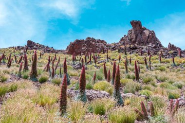 Volcan Teide, Tenerife 'de kırmızı tajinaste ya da echium widprettii